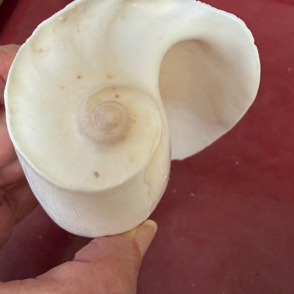 Medium Size Shells Not Found In Typical Souveneir Packs - Picture 10 of 16